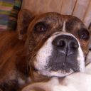 Como restaurar un mueble de madera mordido